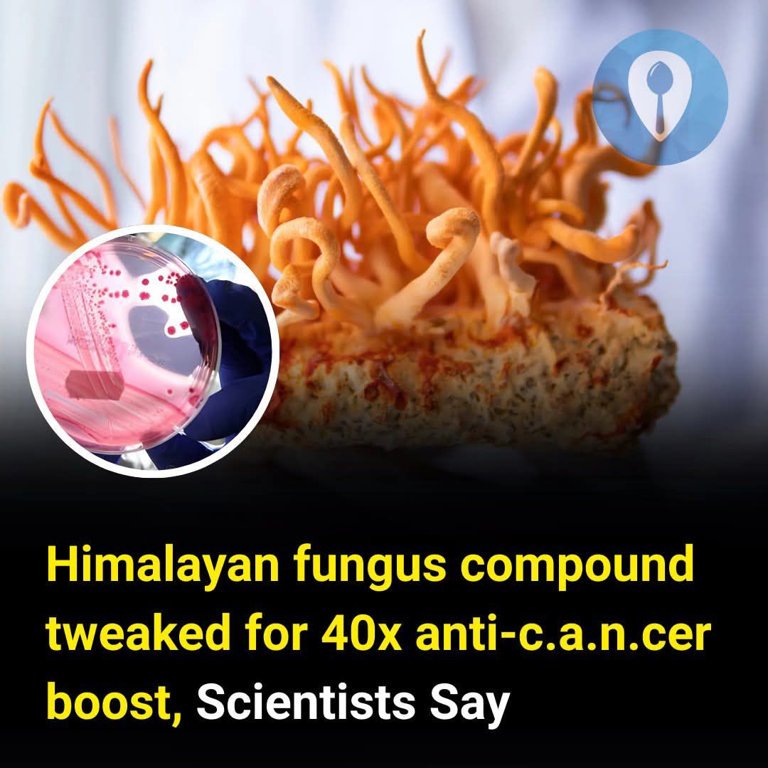 Himalayan fungus compound tweaked for 40x anti-c.a.n.cer boost, Scientists Say